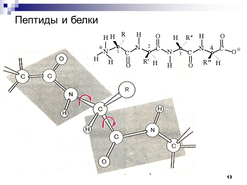 13 Пептиды и белки